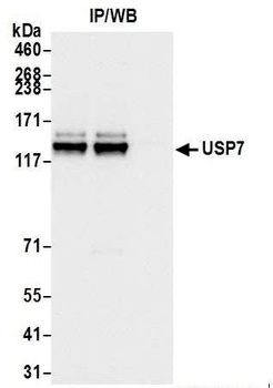 USP7 Antibody