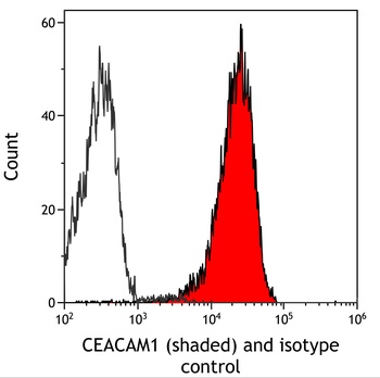 CEACAM1 Antibody