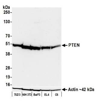 PTEN Antibody