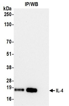 IL-4 Antibody