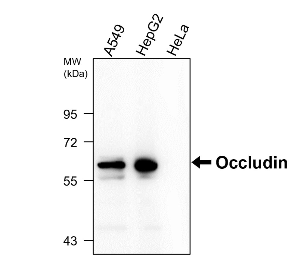 Occludin antibody