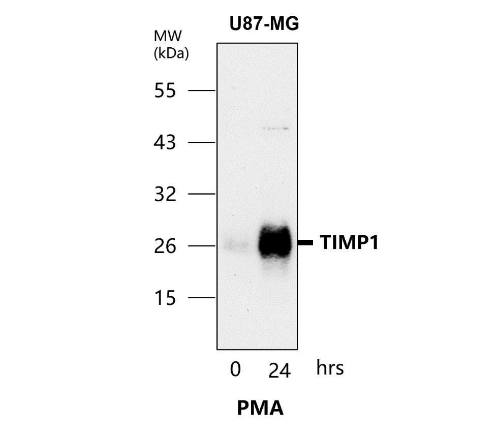 TIMP1 Antibody