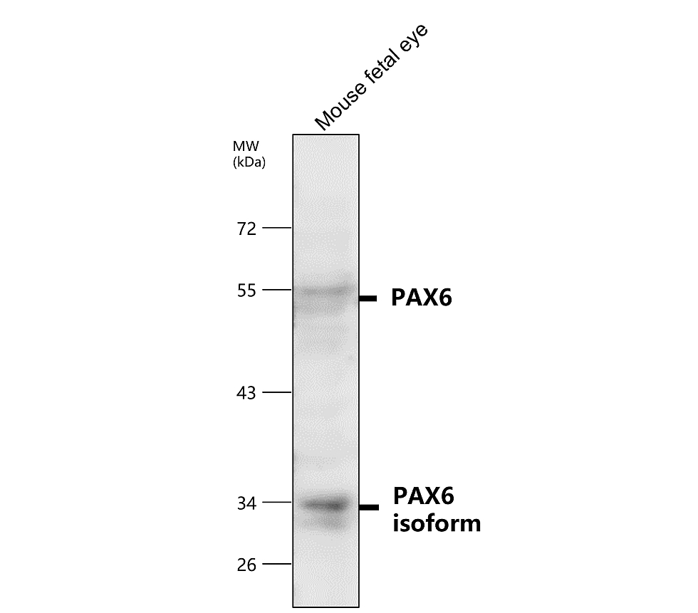 PAX6 Antibody