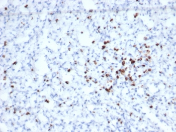 Granzyme B antibody