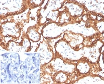 hCG alpha antibody