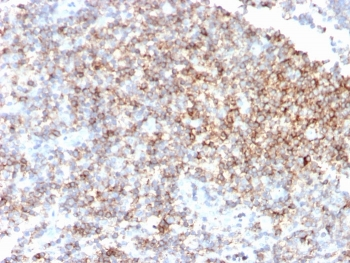 CD48 (Pan Leukocyte Marker) antibody