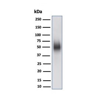 CD48 (Pan Leukocyte Marker) antibody