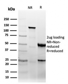 CD47 antibody