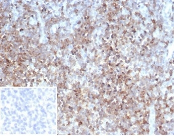 CD2 antibody