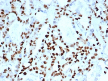 Cyclin E1 antibody