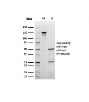 p27 antibody