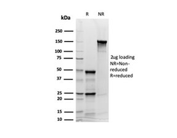 Synaptophysin antibody