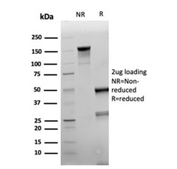 Napsin A antibody