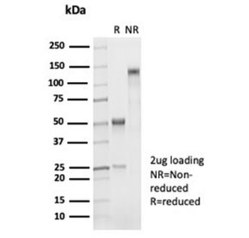 Napsin A antibody