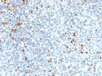 PU.1 antibody
