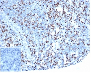 LEF1 antibody