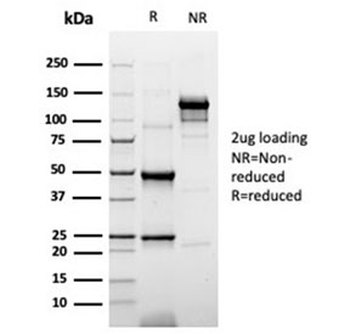 Cytokeratin 20 antibody