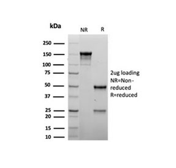 MyoD1 antibody