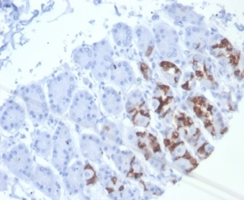 MUC6 antibody