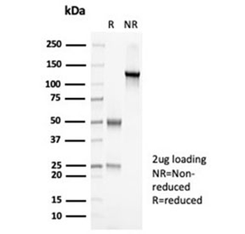 PAX7 antibody