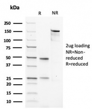 Actin antibody