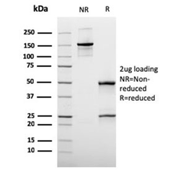 MUC3 antibody