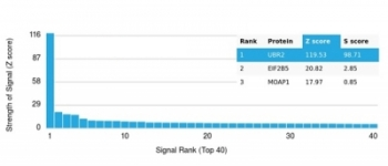 UBR2 antibody
