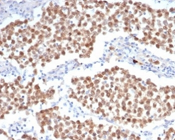 Oct4 Antibody / POU5F1