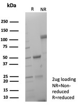 PD-L1 Antibody / B7-H1 / CD274