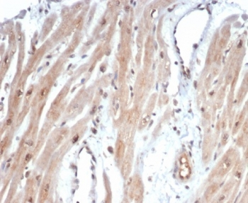 c-Myc Antibody