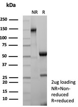 Carboxypeptidase A1 Antibody / CPA1