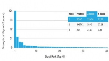 WT1-associated protein Antibody / WTAP