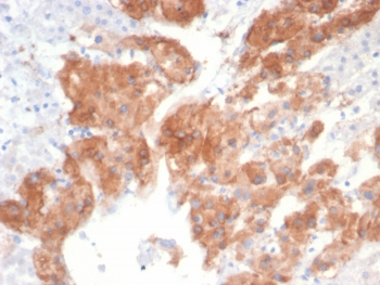 IL22RA2 Antibody
