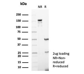 CD73 Antibody