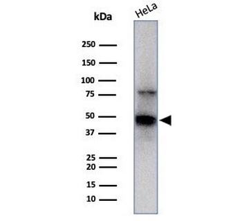 AP2 alpha Antibody / TFAP2A / Activator protein 2