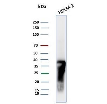 HLA-DRB Antibody