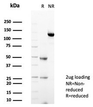 STING1 Antibody / TMEM173 / ERIS / MITA