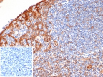 STING1 Antibody / TMEM173 / ERIS / MITA