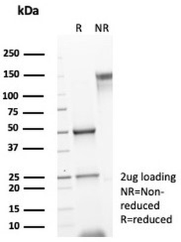 IL15 Antibody