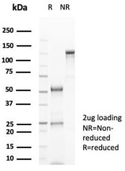 CD38 Antibody