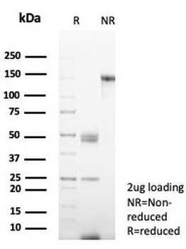 CD38 Antibody