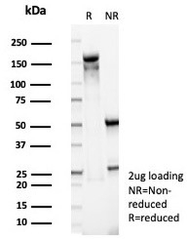 CD38 Antibody