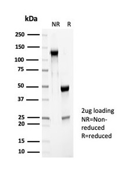 PGP9.5 / UchL1 Antibody