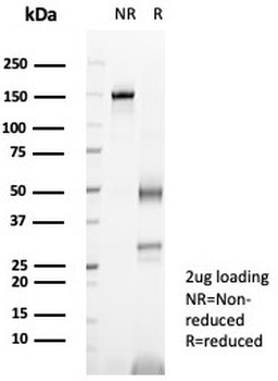 PGP9.5 / UchL1 Antibody