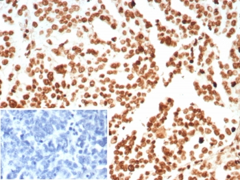 Histone H1 Antibody