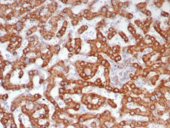 ALDH1L1 Antibody