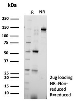 Nucleolin Antibody