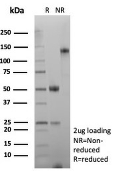 Desmin Antibody