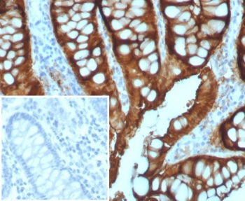 Villin Antibody