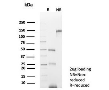 PAX8 Antibody